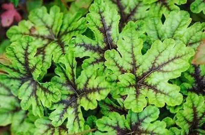 6x Schuimklokje - Heucherella hybr. 'Tapestry' | 9x9 cm pot