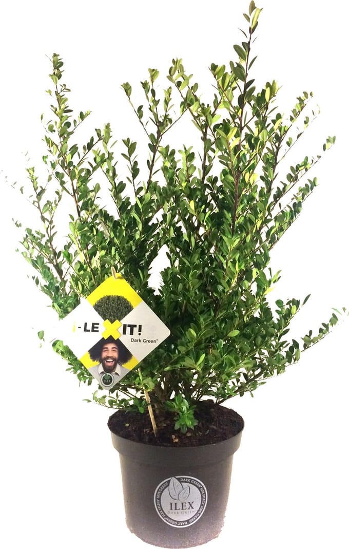 4 x Ilex crenata Dark green® 40-60 cm = 1 meter haag