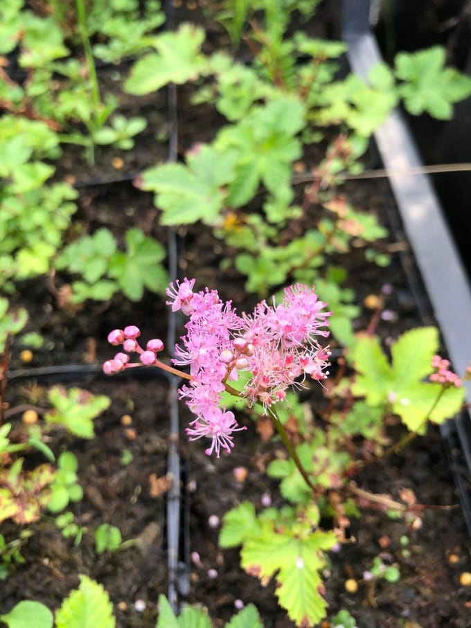 6 x Filipendula 'Kahome' - Moerasspirea - P9 Pot (9 X 9cm) - Dima Vaste Planten