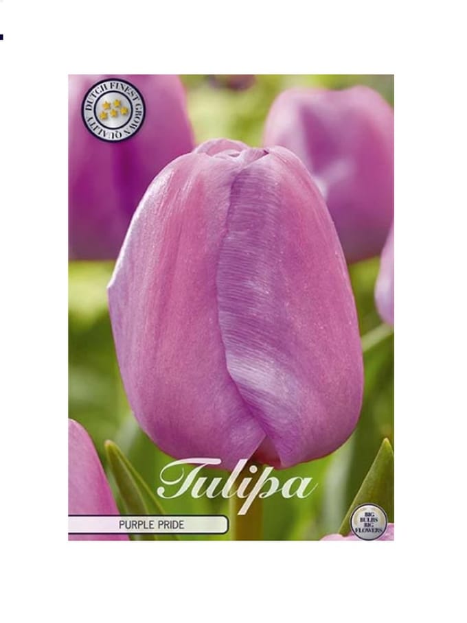 Dutch Finest Quality bloembollen Tulpen 10 stuks Tulp Darwin Hybride 7 stuks maat 12