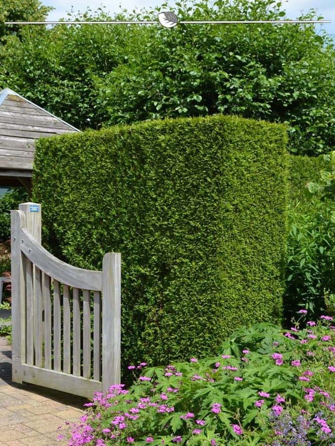 Westerse Levensboom Thuja Brabant 140-160 cm in Pot, 30x Haagplant