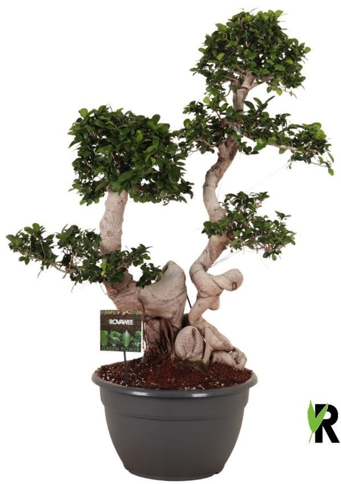 Ficus Microcarpa Dragon root branched 135 cm - Kamerplant - Potmaat Ø40 cm