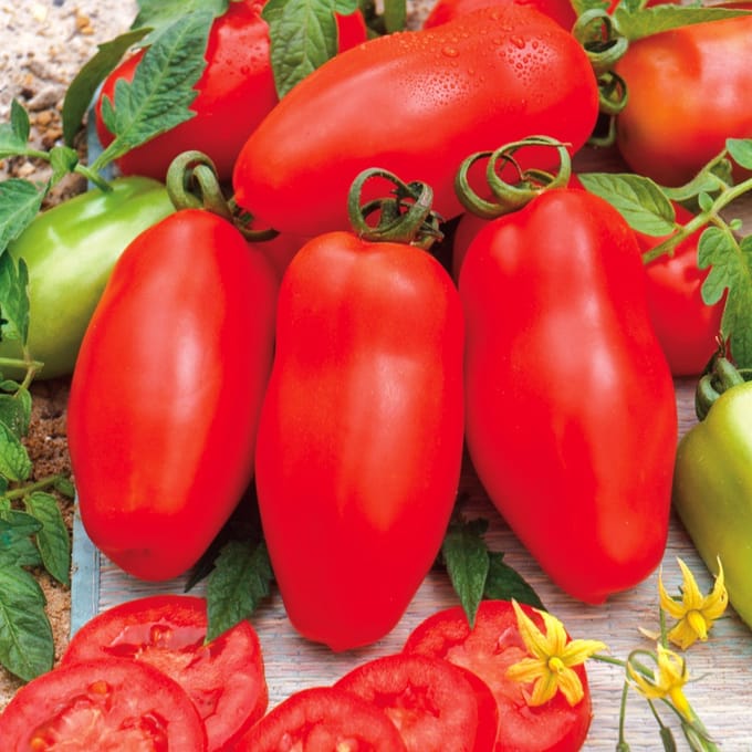 Sluis Garden - Tomaat San Marzano 3