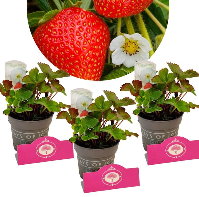 Set van 3 Aardbeien - Fragaria 'Summer breeze White' - Witte bloesem - Hoogte 15cm - 10.5cm pot - Mix A