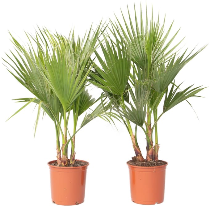 Plant in a Box - Washingtonia Robusta - Set van 2 - Mexicaanse Waaierpalm - Pot 21cm - Hoogte 70-90cm