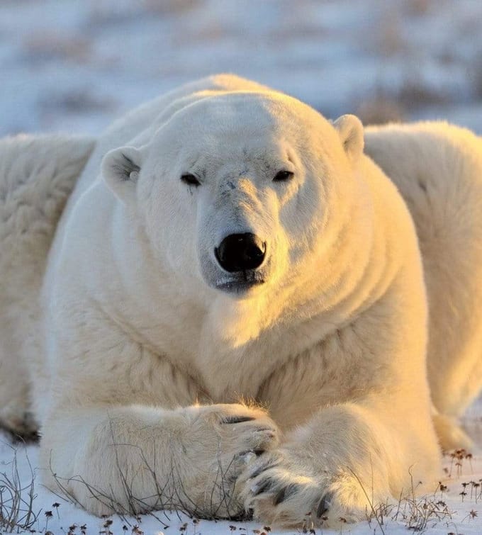 Fotobehang - Bear 225x250cm - Vliesbehang