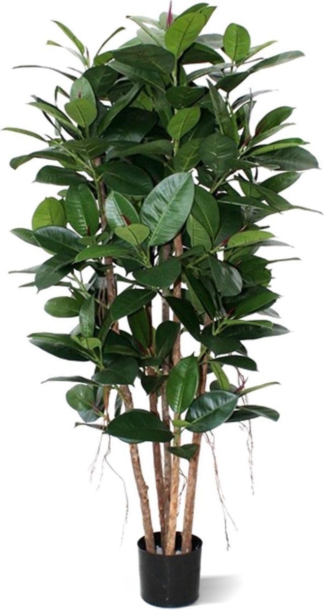 Philodendron Kolom 155cm