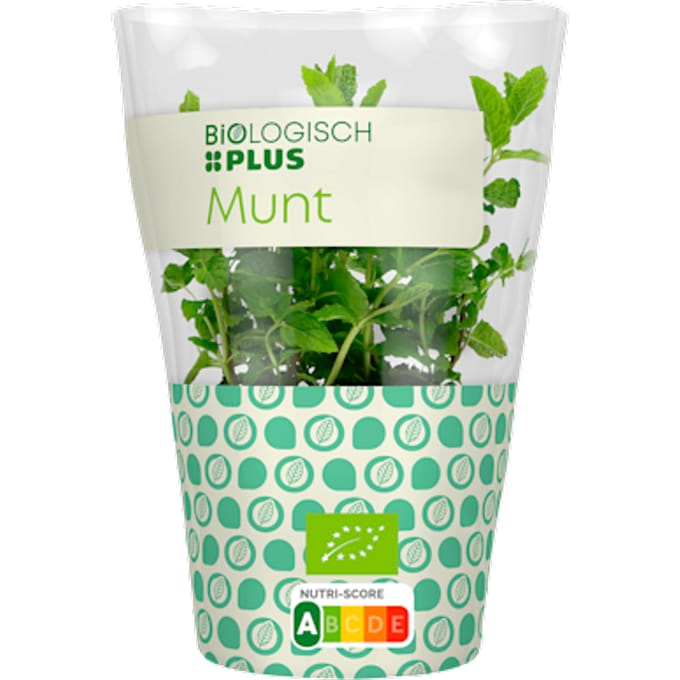 Munt
