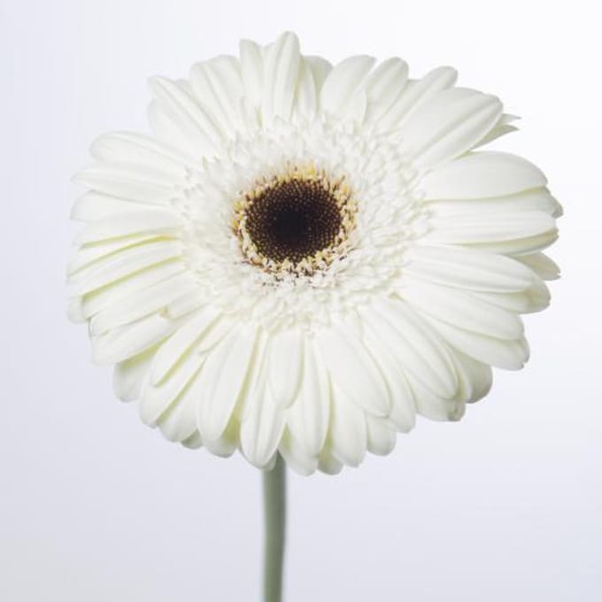 45x Gerbera white house 70cm