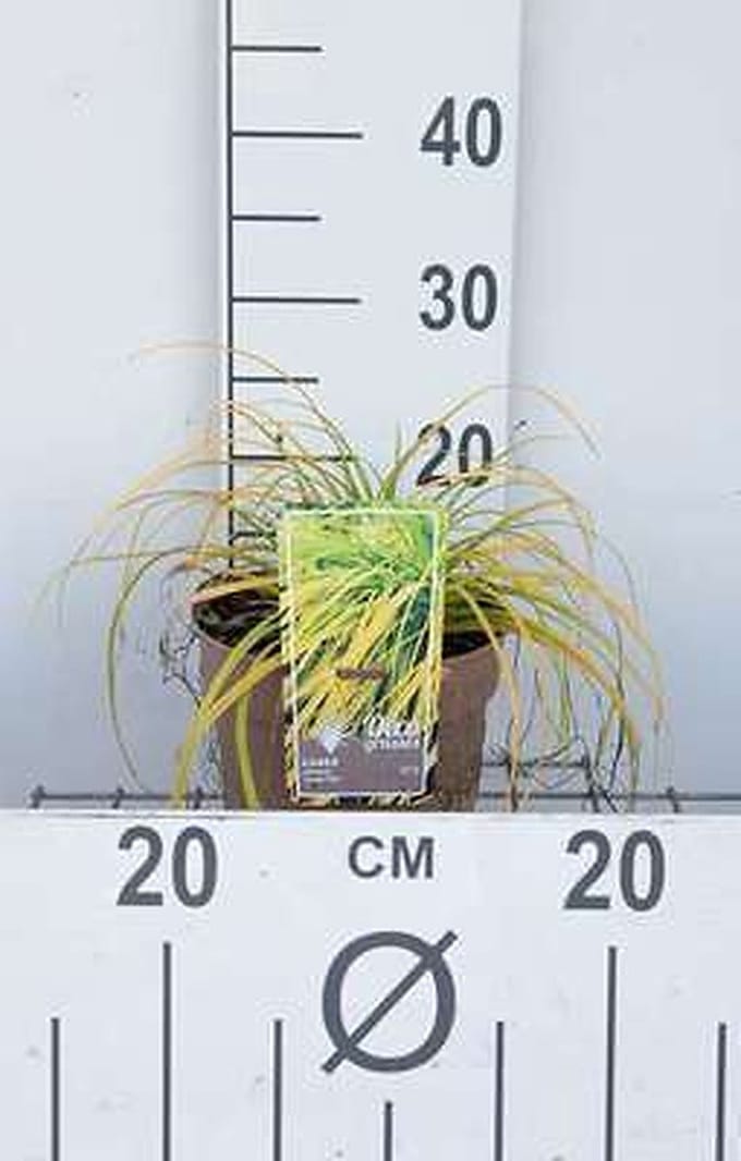 Zegge - Carex osh. 'Everillo®' | 3 liter pot