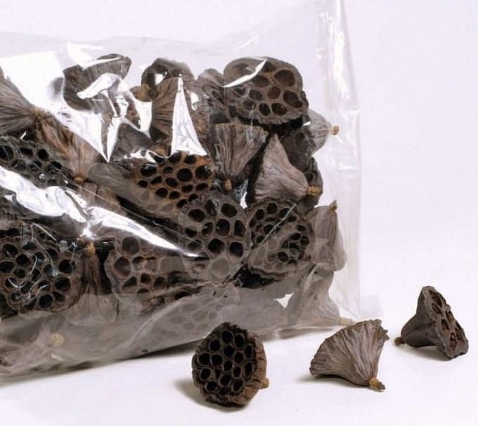 CeramicNature Lotus Pod 1x - Aquarium decoratie - Garnalen aquarium