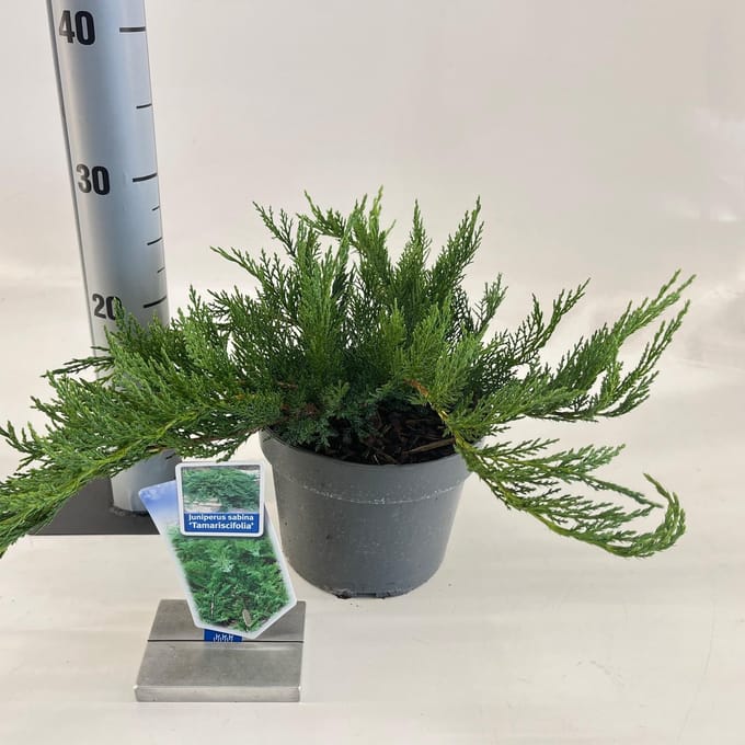 Juniperus sabina ‘Tamariscifolia’ - Jeneverbes | 20-25 cm pot