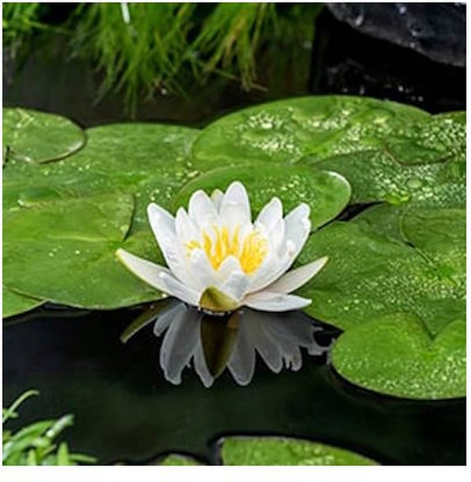 Moerings Nymphaea Virginalis | Waterlelie | In 3L Mand