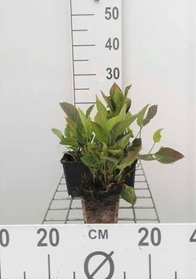 6x Amerikaans vergeet mij nietje - Omphalodes verna | 9x9 cm pot