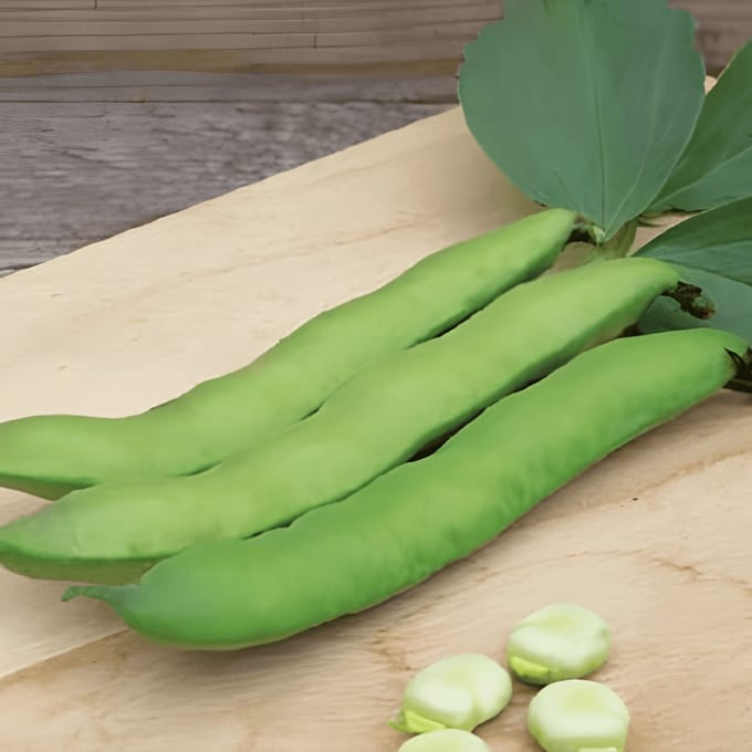 2 sets - Tuinbonen Zaden Witkiem Vicia Faba Eenjarig