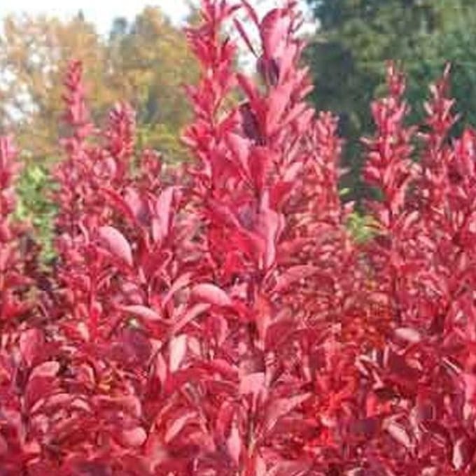 Berberis Thunbergii 'Red Rocket' - Zuurbes 25-30 cm in pot