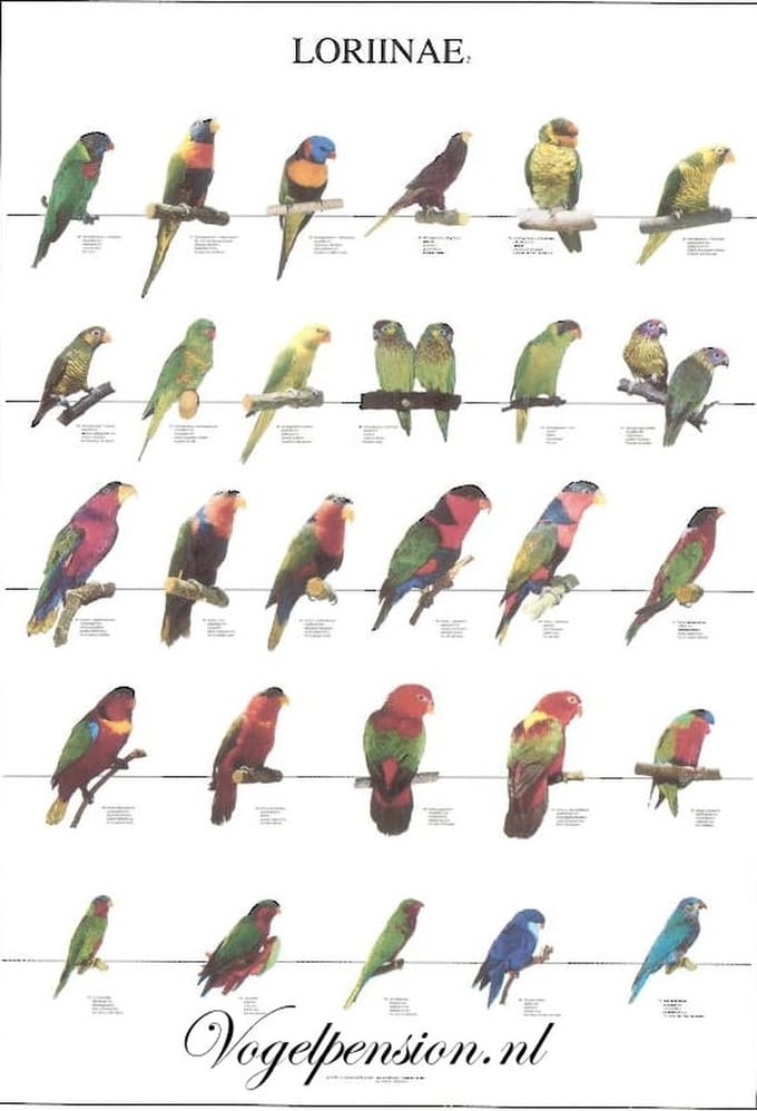 Vogelposter Lori deel 2 gelamineerd - Vogelposters - Benodigdheden - Lori