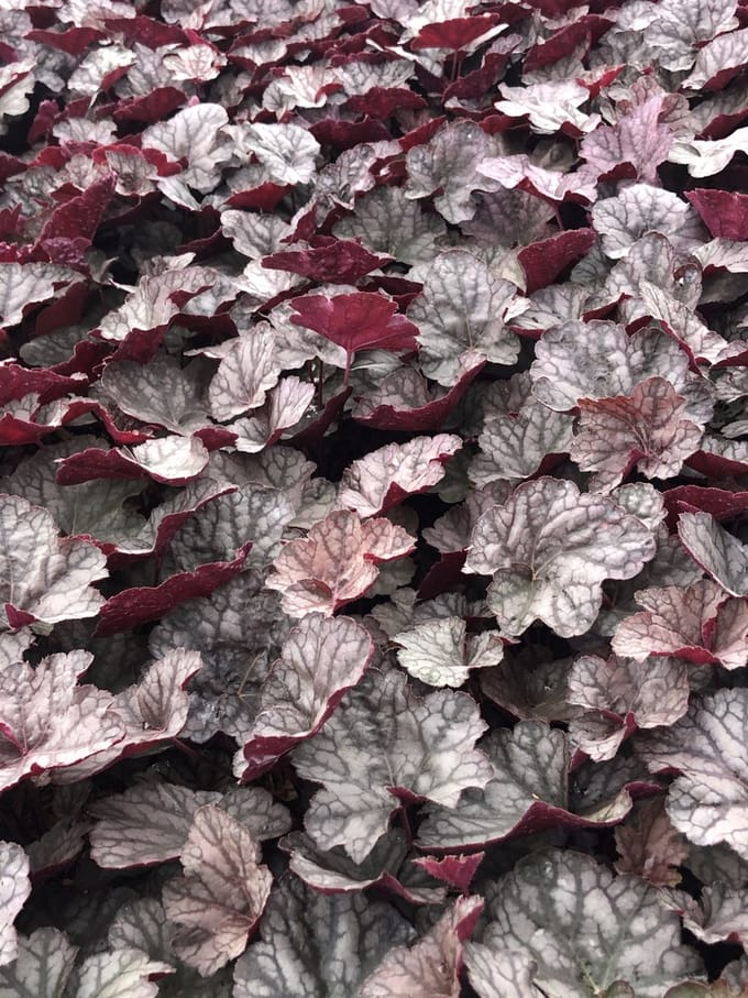 6 x Heuchera 'Cascade Dawn' - Purperklokje in pot 9 x 9 cm