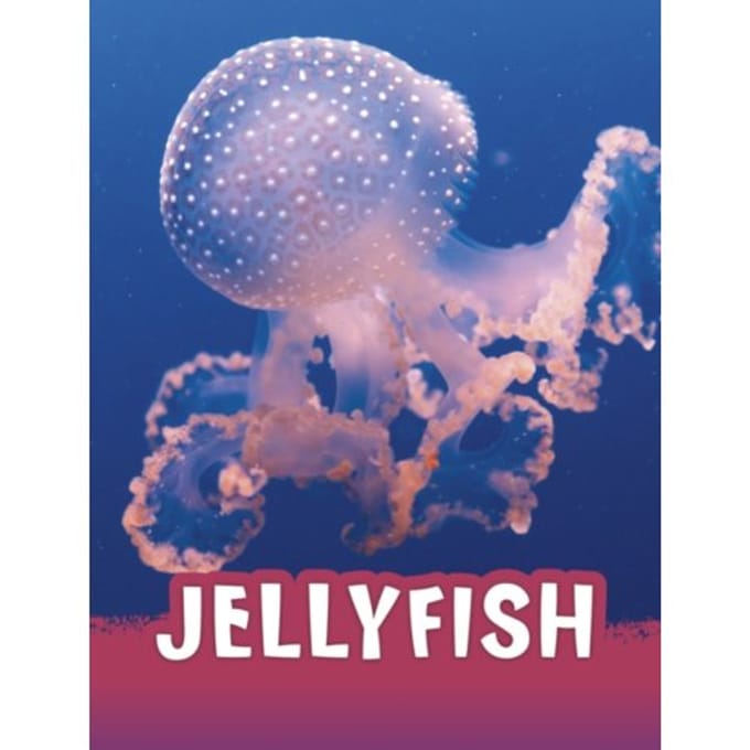Jellyfish - Animals - Jaclyn Jaycox