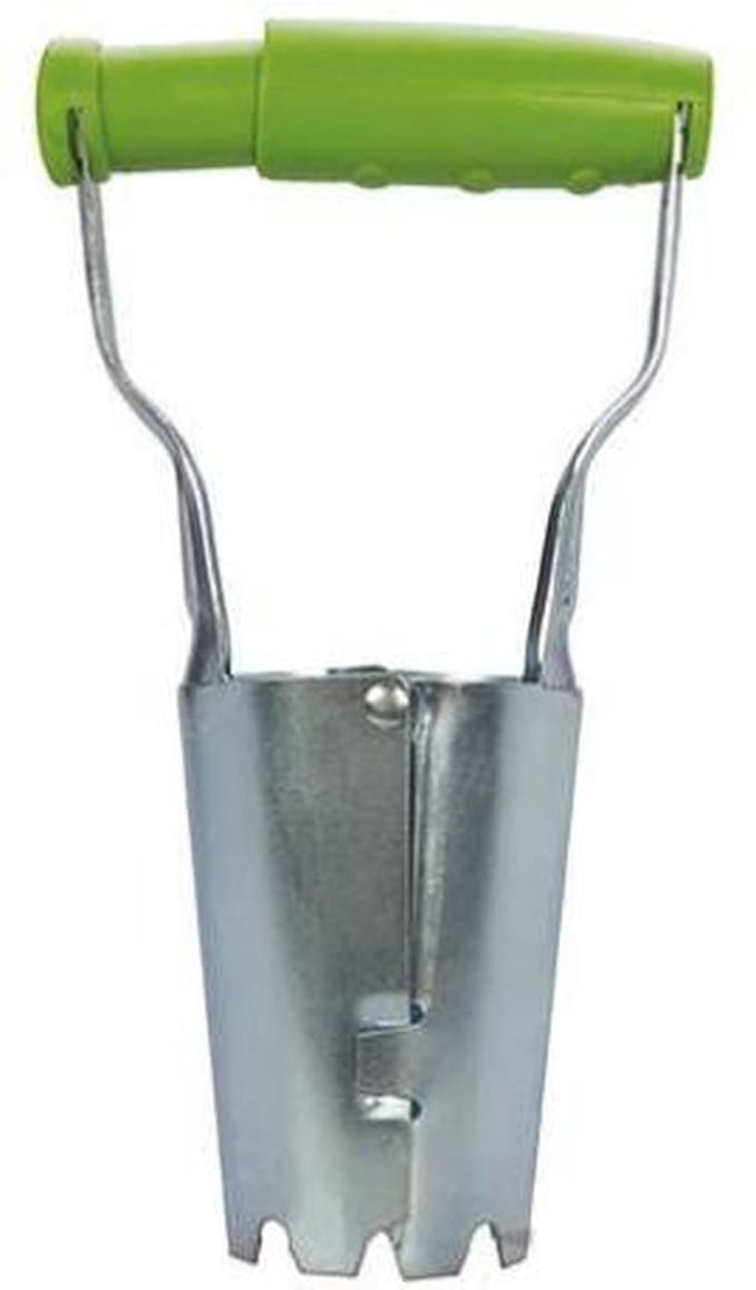 Bollenplanter