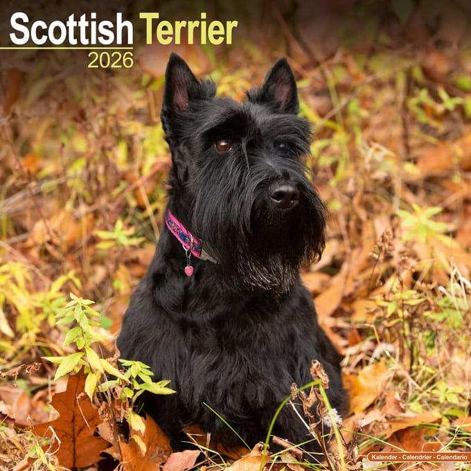 Schotse Terrier Kalender 2026