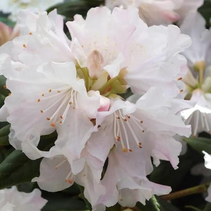 Rhododendron 'Dora Amateis' - 20-30 cm in pot: Witbloeiende rhododendron met groen blad.