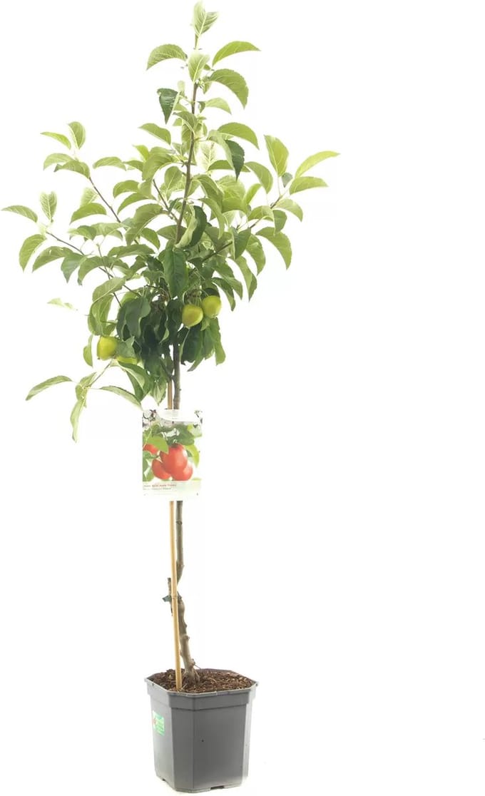Appelboom Malus domestica Pinova - Zoetzure handappel