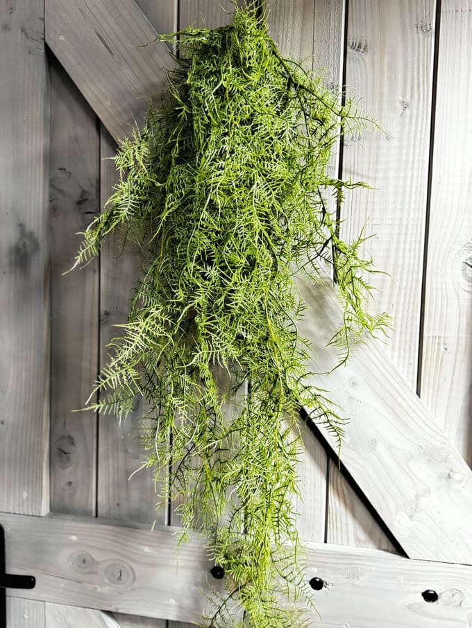 Monilophyta groen