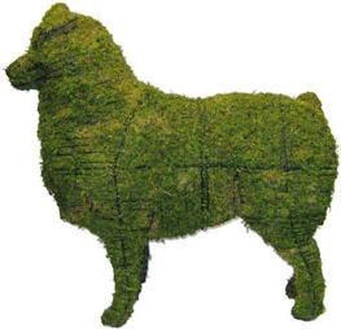Hond Australische herder - Mos
