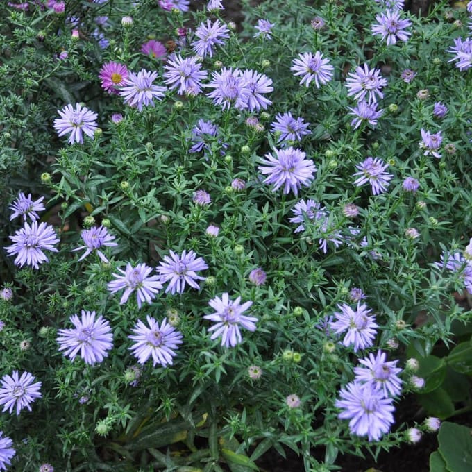 6 x Aster Dumosus 'Lady In Blue' - Herfstaster pot 9x9cm - Blauwe bloemen, compacte groei