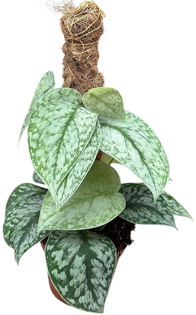 Scindapsus Silver Splash Kamerplant Potmaat Ø14 cm |Vers Van De Kweker
