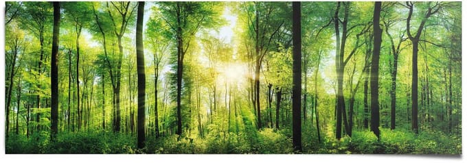Poster Bos in zonneschijn - 53 x 158 - Papier - REINDERS