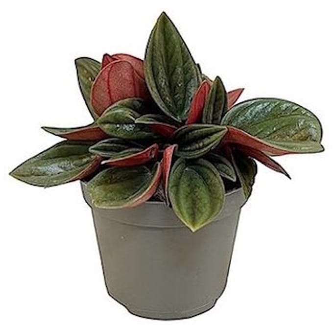 JUNAVERA Peperomia caperata ‘Rosso’ in 5 cm pot – compacte mini kamer- of terrariumplant