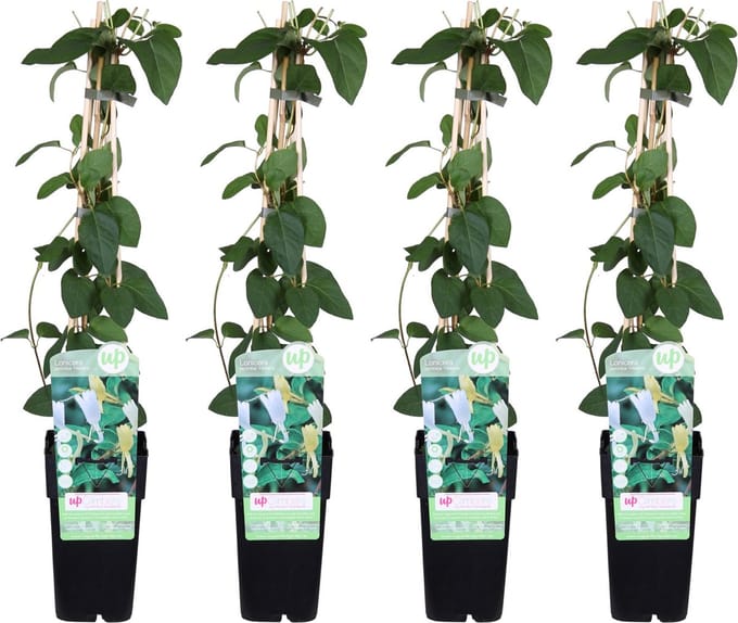 4x - Lonicera japonica 'Halliana' - ↨65cm - Ø15