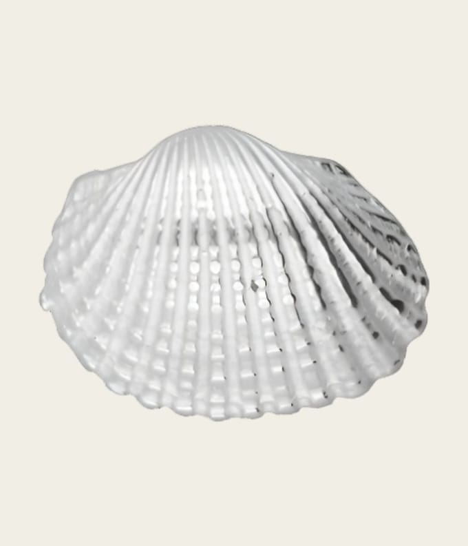 Zilveren Schelp Kokkel kettinghanger