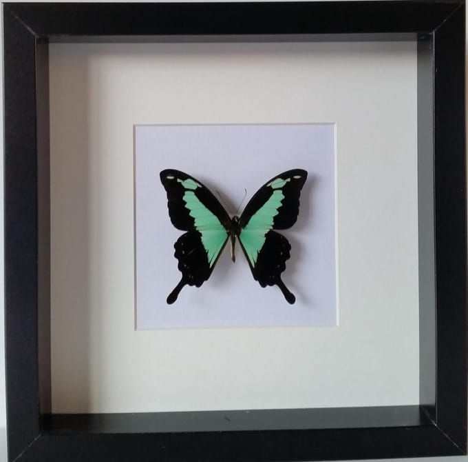 Opgezette Papilio Phorcas vlinder in diepe houten lijst.