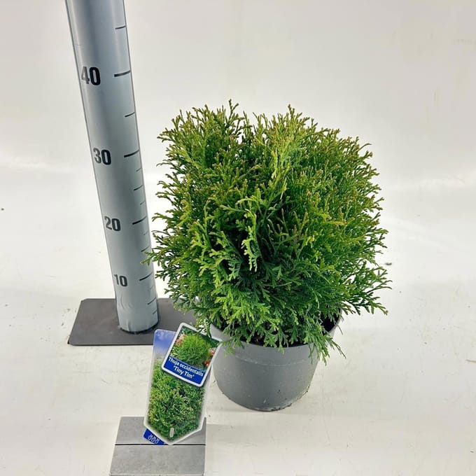 Thuja occ. 'Tiny Tim' - Levensboom | 25-30 cm pot