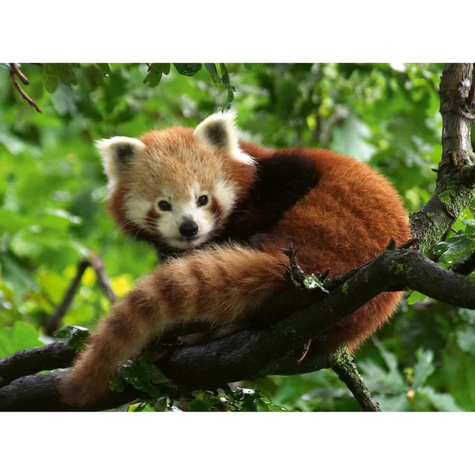 Ravensburger puzzel rode panda legpuzzel - 500 stukjes dieren.