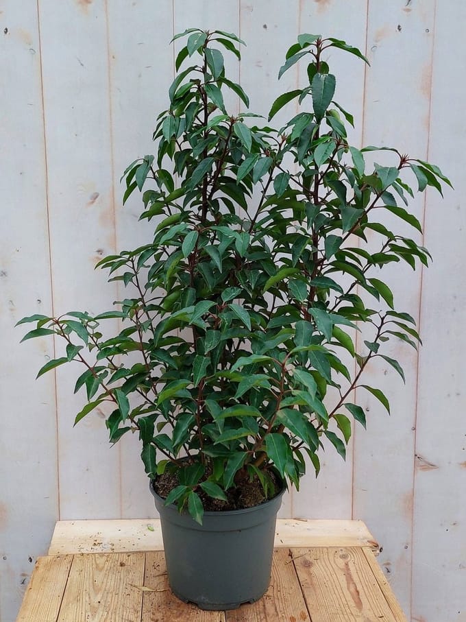 Warentuin natuurlijk - Portugese laurier Prunus lusitanica Angustif...