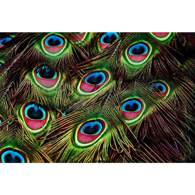 5D Diamant Schilderij Pauw Diamant Borduurwerk Dier Kruissteek 20X30CM multi