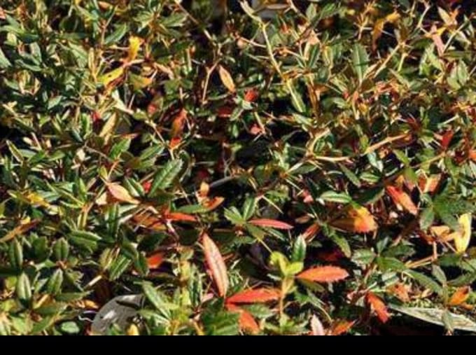 Berberis julianae - Zuurbes 60- 80 cm in pot