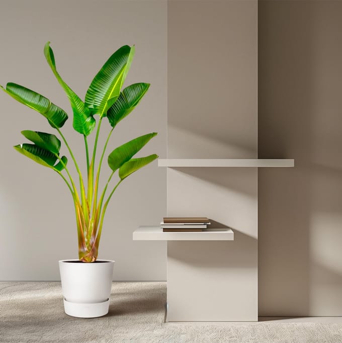 Strelitzia Augusta - 160 cm - Ø28 - Paradijsvogelplant