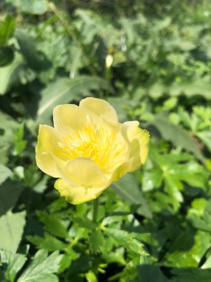 6 x Trollius 'Alabaster' - Globebloem, Kogelboterbloem - P9 Pot (9 x 9cm) - Dima Vaste Planten