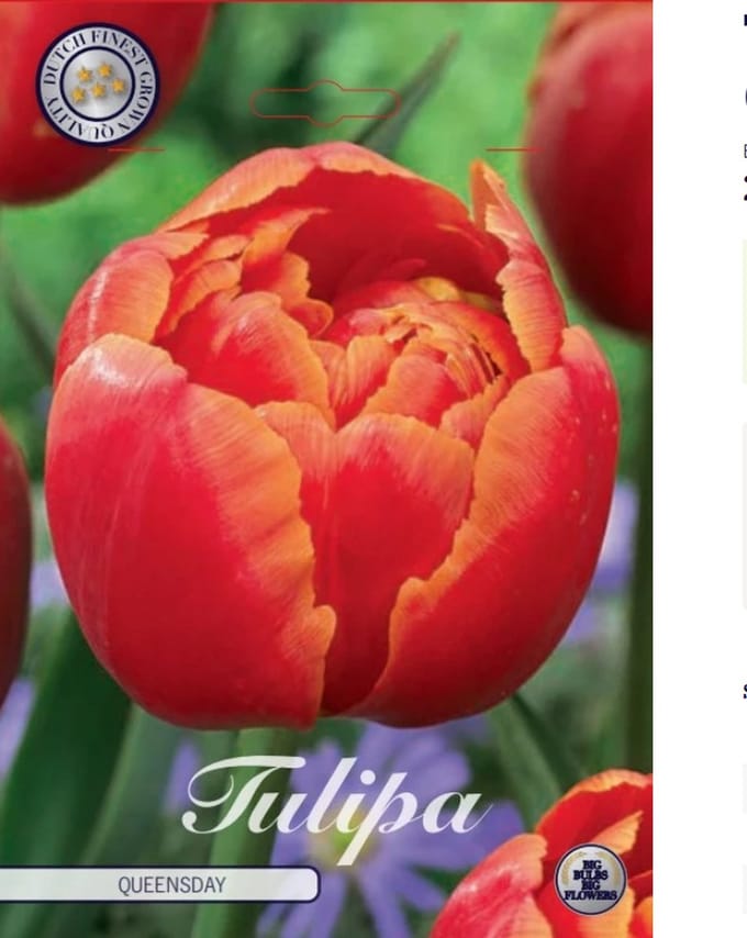 Dutch Finest Quality bloembollen Tulpen 10 stuks Tulp Double Late Queensday x7 12/+s