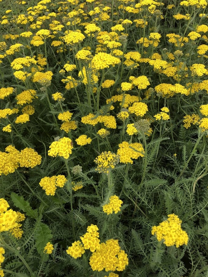 6x Duizendblad - Achillea hybrida 'Little Moonshine'pbr | 9x9 cm pot