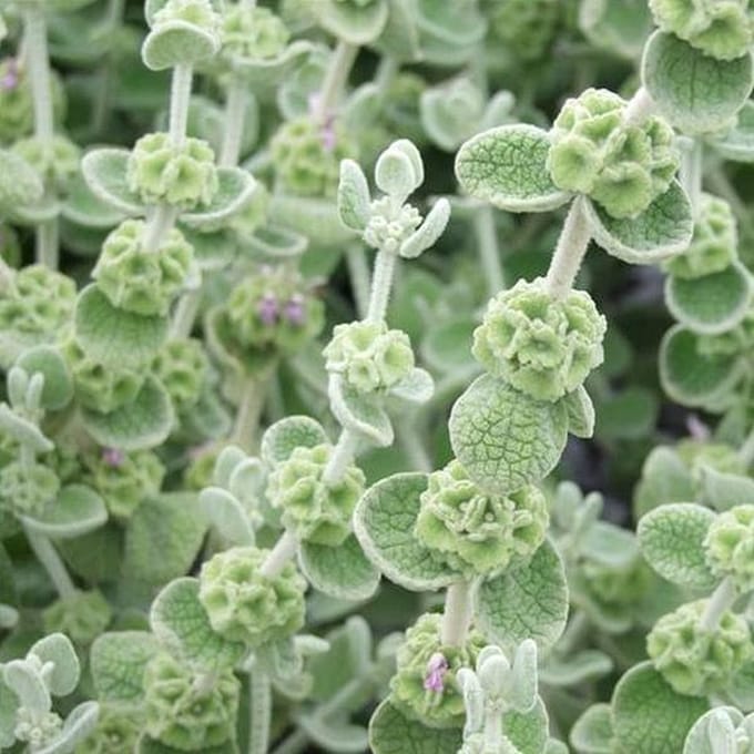 6 x Ballota Pseudodictamnus - Ballote pot 9x9cm
