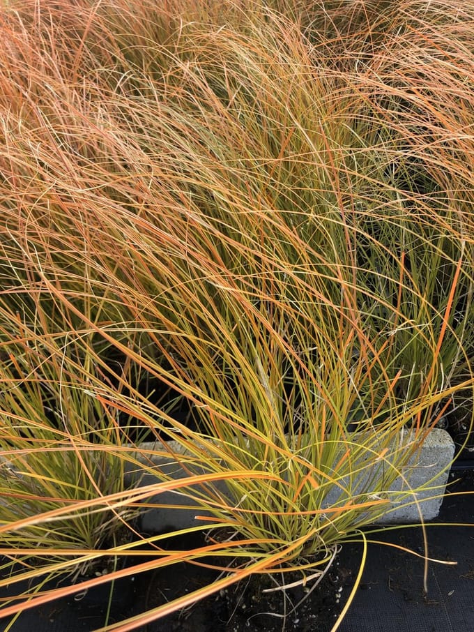 6x Oranjezegge - - Carex test. 'Prairie Fire' | 9x9 cm pot
