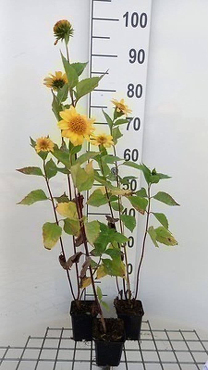 6x Zonnebloem - Helianthus decap. 'Meteor' | 9x9 cm pot