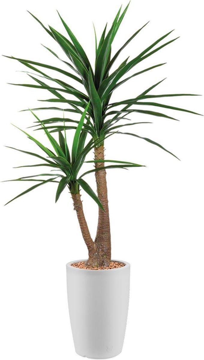 HTT - Kunstplant Yucca in Genesis rond wit H150 cm