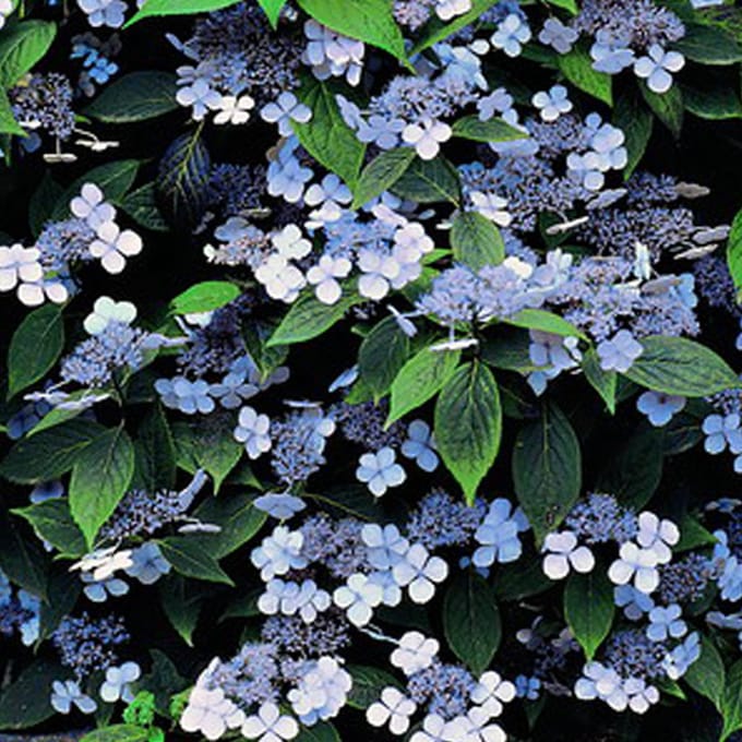 Hortensia - Hydrangea serrata 'Bluebird' 25-30 cm